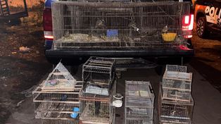 Decomisan más de 50 aves silvestres que se comercializaban ilegalmente en Pérez