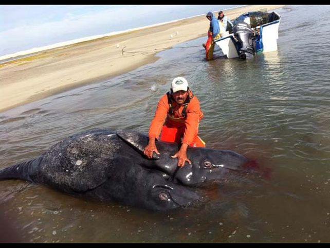 Pescadores descobrem baleias siamesas em laguna no México