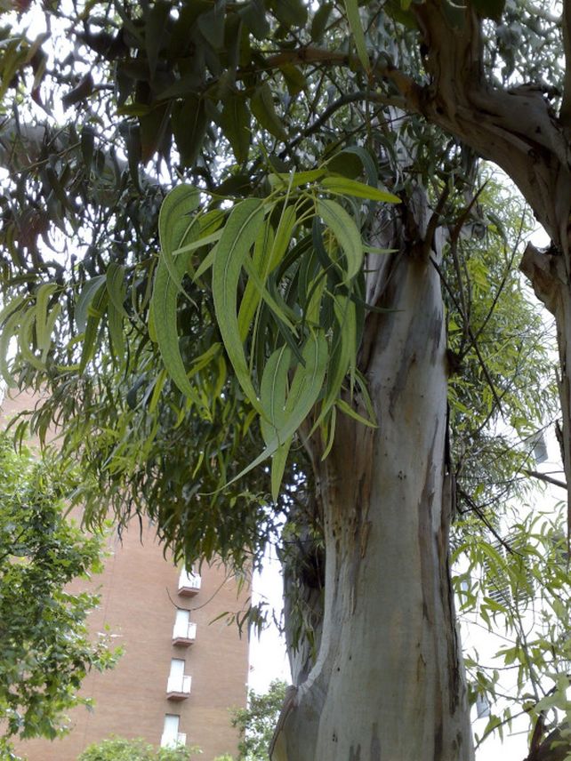 Eucaliptus. El árbol favorito de las cotorras. 