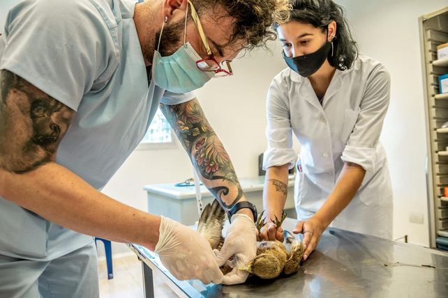Casilda: el servicio de fauna silvestre de Veterinarias posibilitó recuperar decenas de animales rescatados