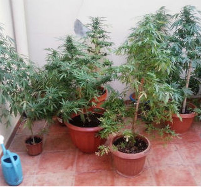La mujer que fue apresada por la policía de la ciudad brasileña de San Pablo después se desdijo y confesó que sabía que cultivaba plantas de marihuana.