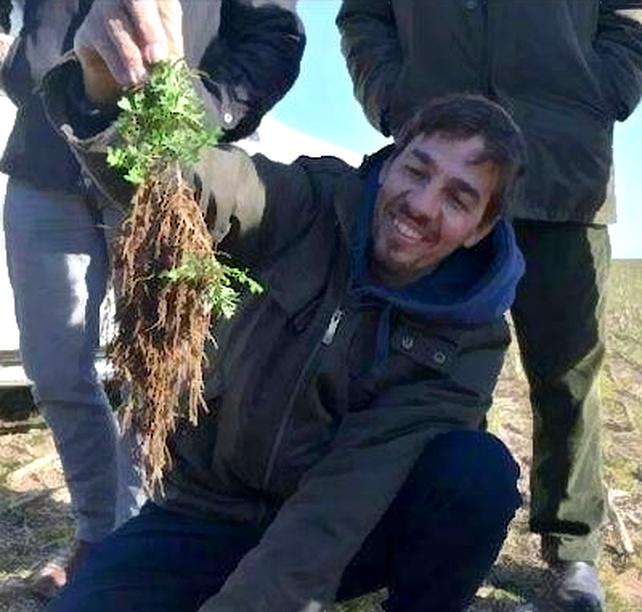 Esclarecen el rol de las raíces en la salud de suelos y ecosistemas