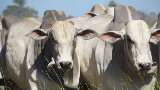 Más de 100 países compran carne de Brasil