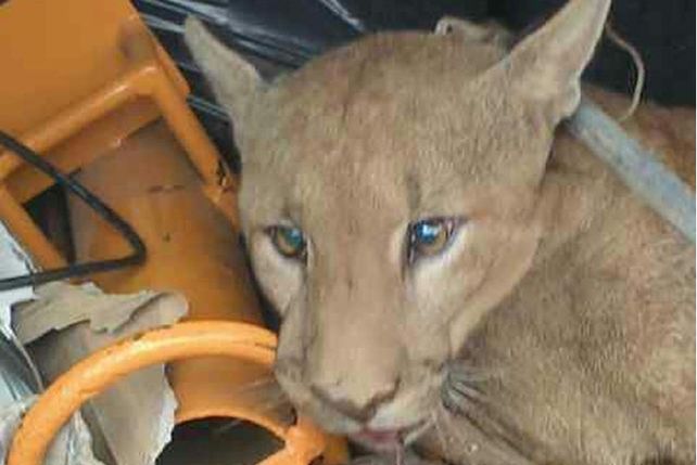 El Grupo Especial de Salvamento y efectivos de la Policía Ambiental pudieron capturar al puma.