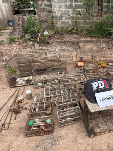 Secuestraron 47 aves silvestres en un allanamiento en Arocena por la presunta comercialización ilegal de fauna protegida