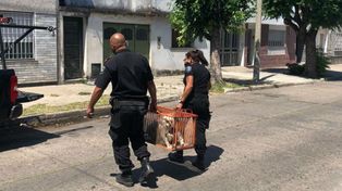 Rescataron dos perros caniches por maltrato animal y ahora serán dados en adopción