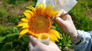 Investigadores del Conicet Rosario revelan mecanismo para el mejoramiento genético del girasol