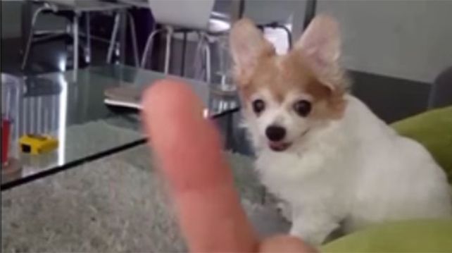 Este perro odia que le saquen el dedo