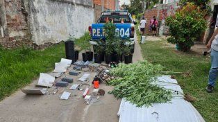 Paraná: buscaban armas y hallaron un invernadero con 16 plantas de marihuana