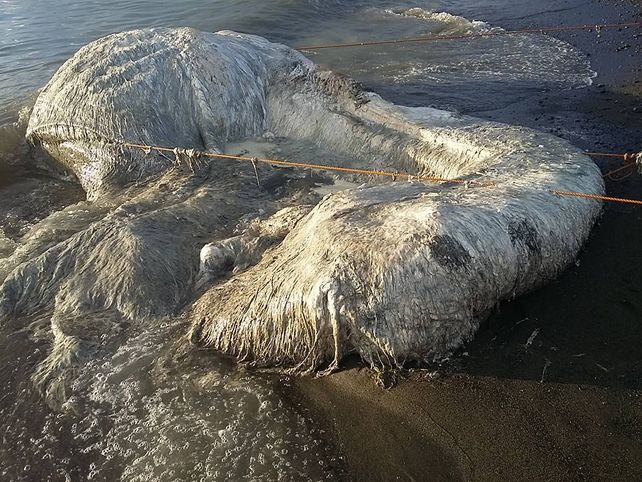 Encontraron una horrible criatura en una playa de Filipinas