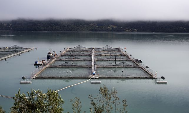 Salmoneras. Esta industria es clave en la producción de Chile.
