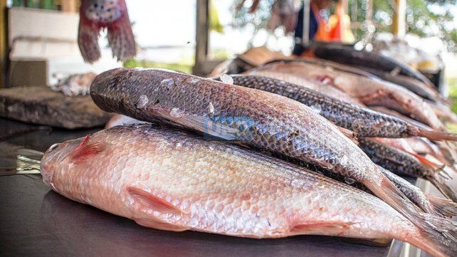 El río bajó y complica la pesca