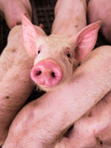 El cerdo es el mejor socio de la carne vacuna