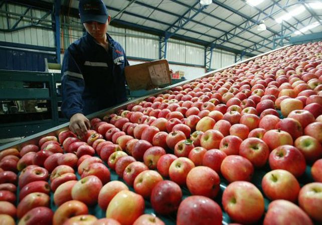 La más cara. La manzana roja fue el producto que mayor diferencia arrojó entre campo y súper / Foto: Gentileza ADN Río Negro