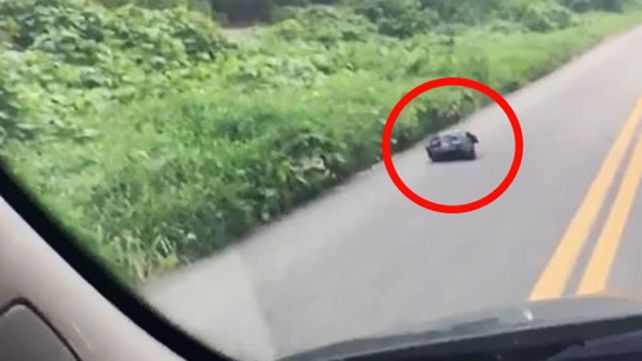 Vio una bolsa de basura que se movía en el medio de la ruta, frenó y salvó una vida