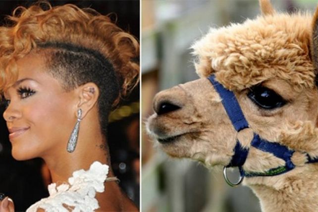 Personas, animales y objetos que son similares entre sí