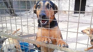 La Protectora de Animales tendrá ayuda veterinaria del Imusa