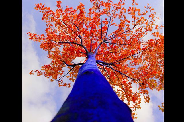 Arte ecológico: los impactantes árboles azules