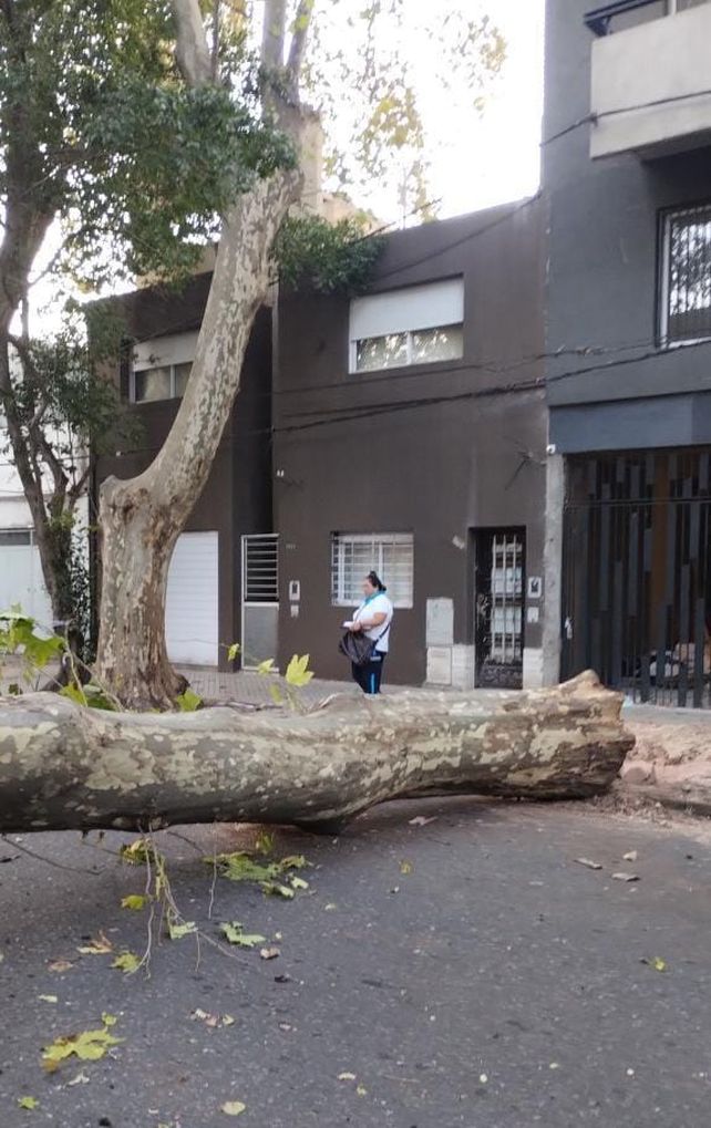 En un año se hicieron más de 200 multas por dañar el arbolado público en Rosario