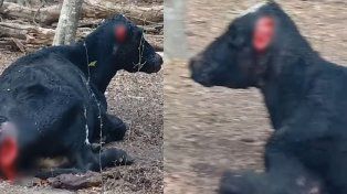 Maltrato animal: circula un video de una vaca viva mutilada