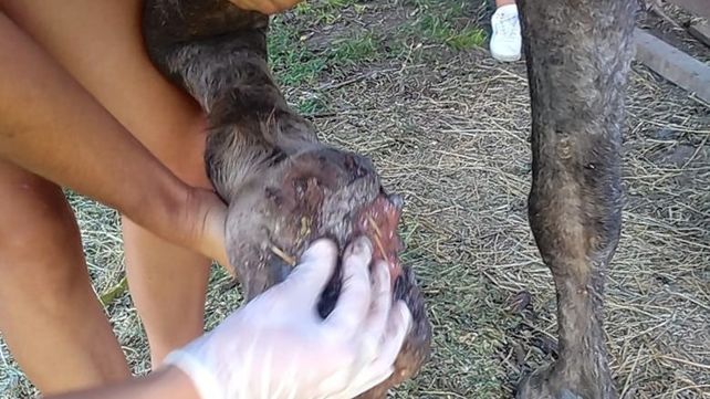Paraná: rescataron una yegua preñada que estaba herida