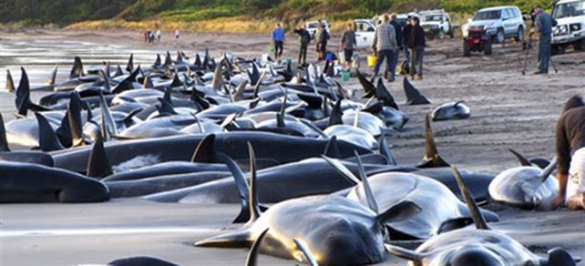 Mueren m&aacute;s de cien ballenas varadas en una playa de Australia