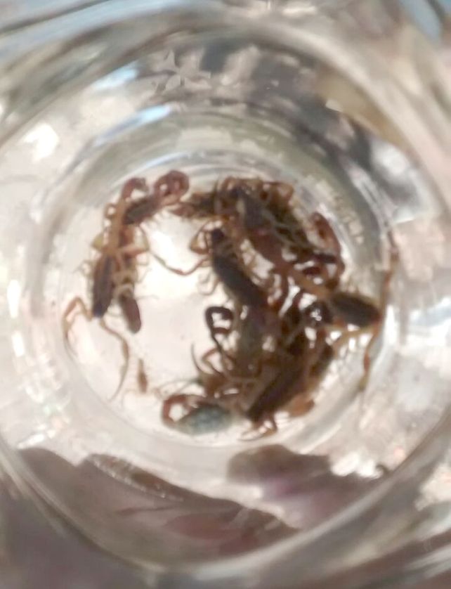 Encontró 38 alacranes en su patio