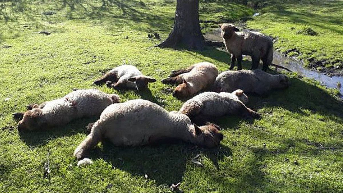 Una jauría de perros mató doce ovinos en Líbaros