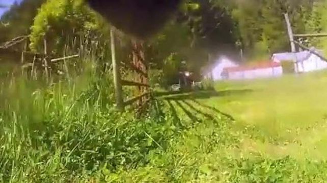 Esto es lo que pasa desde la mirada de un perro