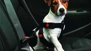 Recomiendan que las mascotas viajen en el interior del vehículo y debidamente sujetas