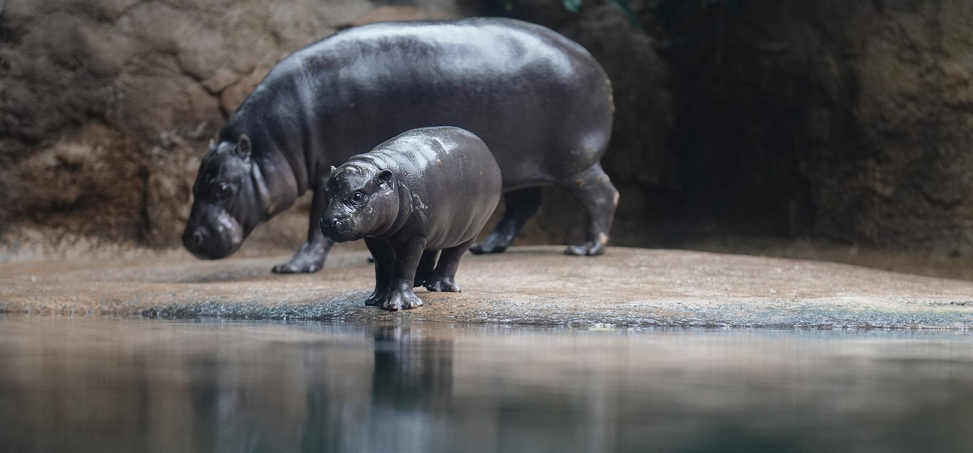 Un cachorro de hipopótamo pigmeo llamado Toni camina con su madre Debbi hasta llegar a la piscina para zambullirse en público en el zoológico de Berlín, Alemania, el martes 29 de octubre de 2024. (Foto AP/Markus Schreiber) Un cachorro de hipopótamo pigmeo llamado Toni camina con su madre Debbi hasta llegar a la piscina para zambullirse en público en el zoológico de Berlín, Alemania, el martes 29 de octubre de 2024. (Foto AP/Markus Schreiber)