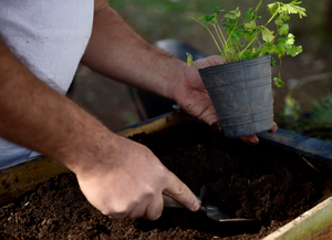 Qué verduras y hortalizas sembrar en la huerta en agosto