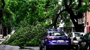 Tormenta brava. Arbol caído en Italia entre Cerrito y Riobamba frente a las Seccional 5ª.