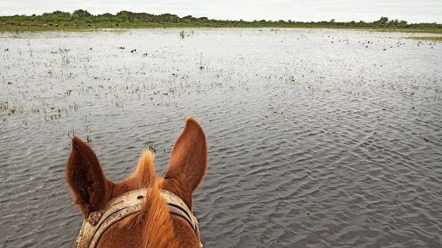Federación Agraria pide comité de crisis para sacar ganado de las islas