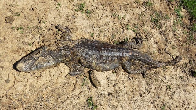 Un yacaré negro yace muerto por falta de agua en su habitat natural frente a las islas.