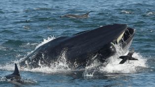 Una ballena se traga a un buzo y poco después lo escupe vivo al mar