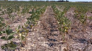 Prorrogan y amplían del Estado de Emergencia y Desastre Agropecuario en la provincia de Santa Fe