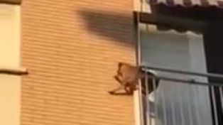 Después de soportar varias  horas al rayo del sol, un perro se lanza al vacío desde un balcón