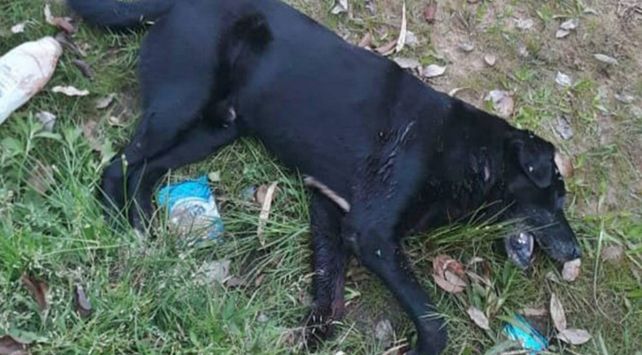 Mató al perro de la vecina porque se le metía en el patio