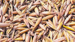 El titular de Molinos Pymes presentarán una nueva iniciativa al gobierno.
