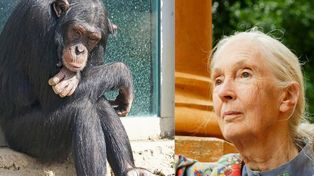 La científica Jane Goodall pidió por la liberación del chimpancé Toti