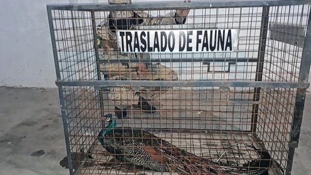 Mucho trabajo para bajar un pavo real del árbol de 20 metros