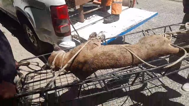 Vecino de Santa Elena halló un puma en el fondo de su casa
