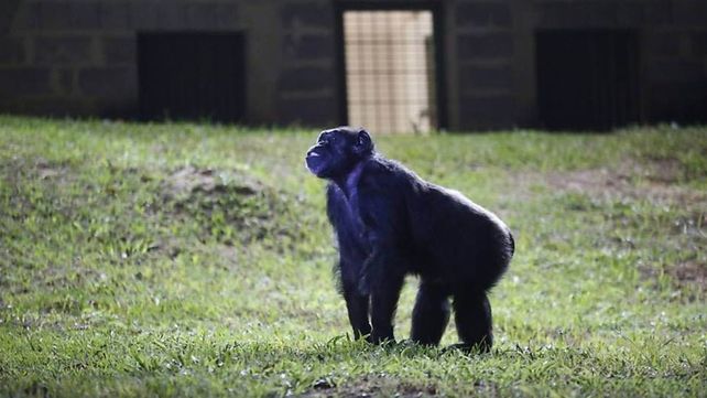 La chimpancé que abrió la jaula a 12 animales de ex zoo.&nbsp;Foto: Los Andes&nbsp;