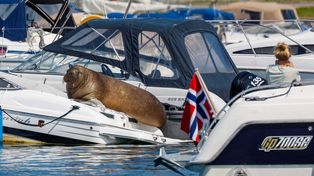 Noruega sacrificó a una morsa porque los turistas no dejaban de acercarse a ella
