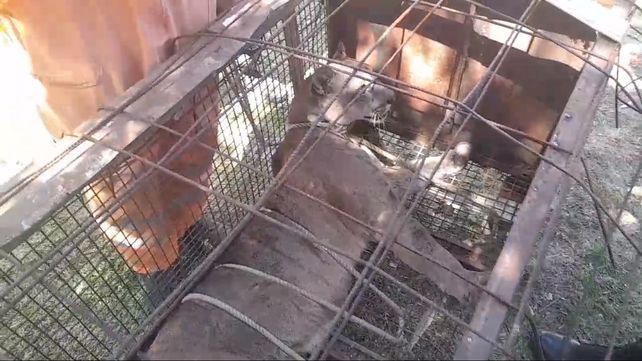 Vecino de Santa Elena halló un puma en el fondo de su casa