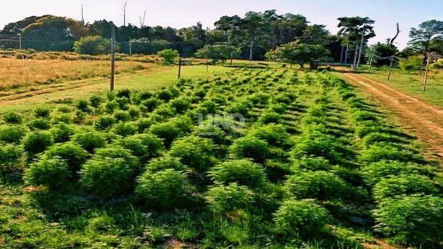 El narco vivero de Arroyo Leyes