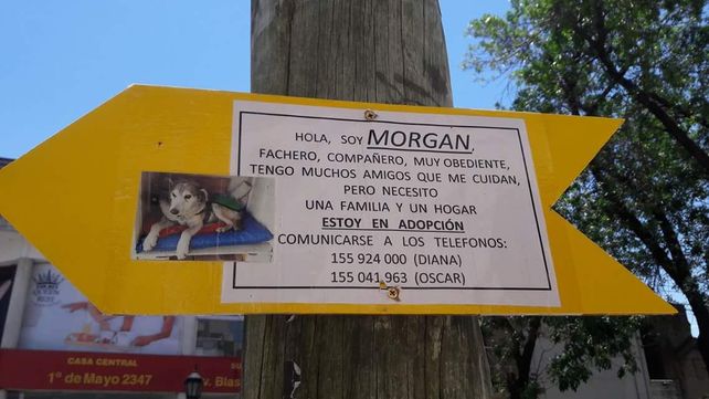 Una familia adoptó a Morgan, el perro callejero de barrio Constituyentes