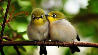 Las aves también se enamoran y cuando eso sucede son más proclives a procrear
