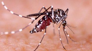 Dengue: Tenemos circulación viral en casi 32 localidades de la provincia